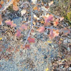 bear oak thumbnail 1