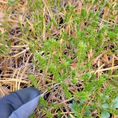 broom crowberry thumbnail 2