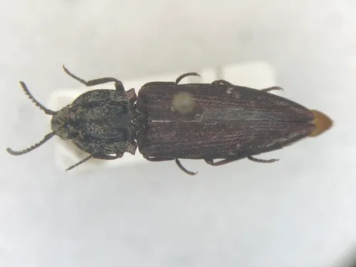 Covered Click Beetle