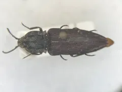 Covered Click Beetle thumbnail 1