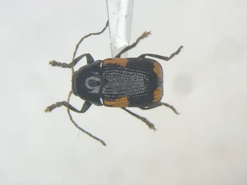 Black and Red Sumac Leaf Beetle
