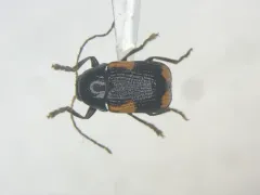 Black and Red Sumac Leaf Beetle thumbnail 1