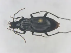 Dicaelus politus thumbnail 1