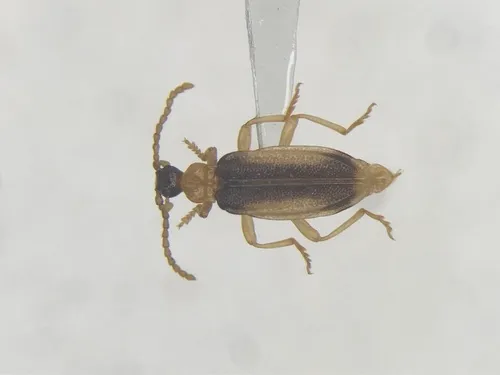 Ischalia costata