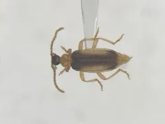 Ischalia costata thumbnail 1