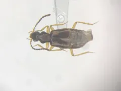 Lesteva pallipes thumbnail 1