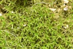 Hook-beak Tufa-moss thumbnail 1