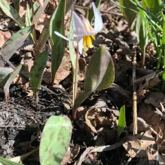 white fawnlily thumbnail 2