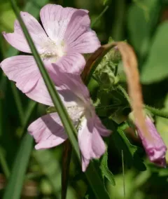 Greater Musk-mallow thumbnail 3