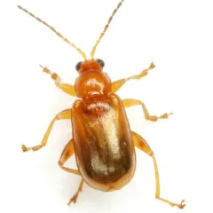 Luperaltica nigripalpis thumbnail 2