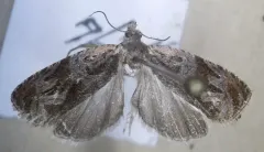 Olethreutes clavana thumbnail 3