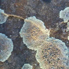 Stonewall Rim Lichen thumbnail 4
