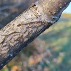 Sumac Needles thumbnail 3