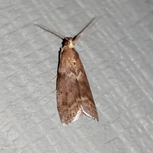 Oreana unicolorella
