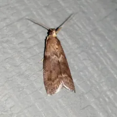 Oreana unicolorella thumbnail 1