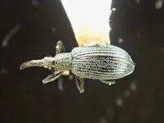 Stenopterapion meliloti thumbnail 4