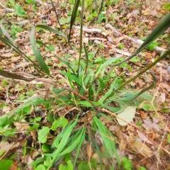 stout wood reed thumbnail 3