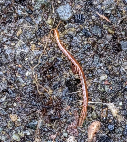 Common Cryptops