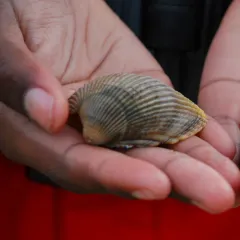 Nuttall's Cockle thumbnail 2
