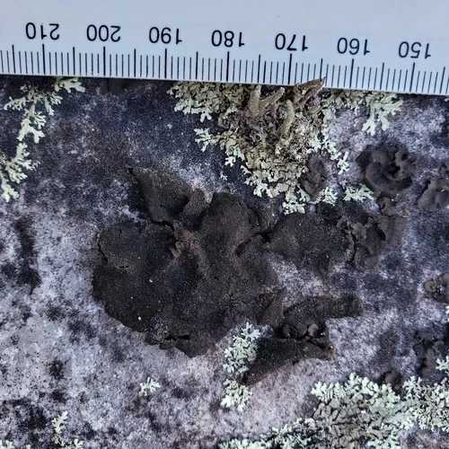 peppered rock tripe