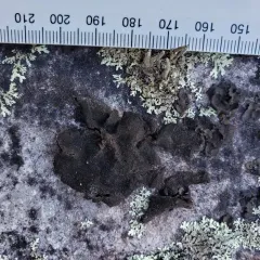 peppered rock tripe thumbnail 1