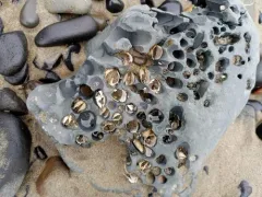Flat-tip Piddock thumbnail 2