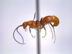Olixon banksii thumbnail 3