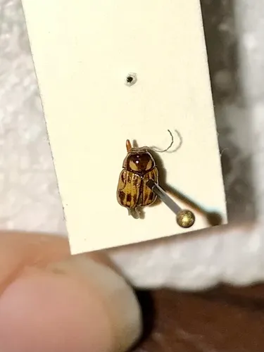Bassareus formosus