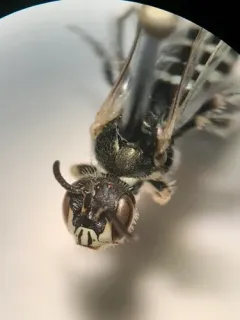 Bruner's Fairy Bee thumbnail 1