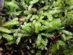 Glasswort Feather-moss thumbnail 3