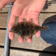 Speckled Sanddab thumbnail 2