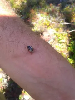 Calligrapha apicalis thumbnail 4