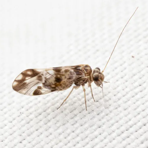 Ptycta polluta