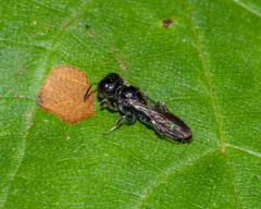 Crossocerus harringtonii thumbnail 2