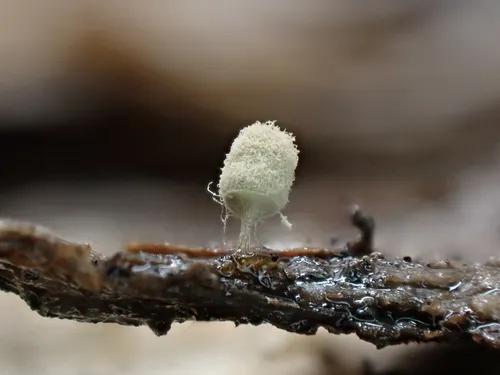Arcyria riparia