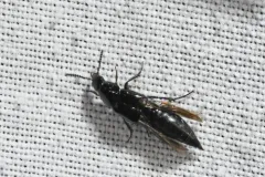 Black Lordithon Rove Beetle thumbnail 2