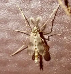 Zavrelimyia bifasciata thumbnail 2