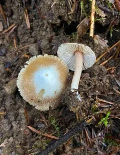 Inocybe albodisca thumbnail 3