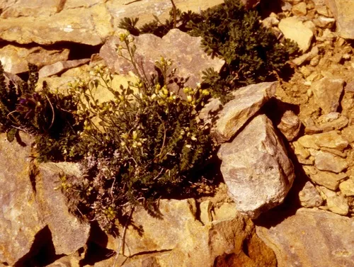 Wyoming Whitlow-grass