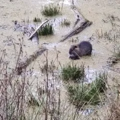 Coypu thumbnail 4