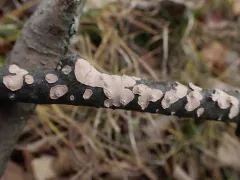 Corticium roseum thumbnail 2