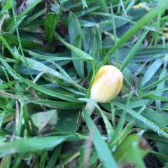 yellow fieldcap thumbnail 4