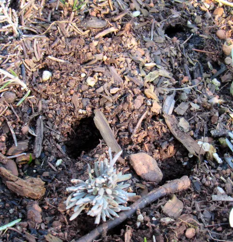 California Vole
