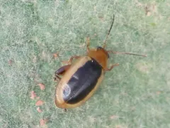 Capraita thyamoides thumbnail 3