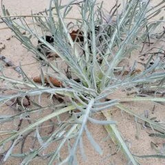 Pitcher's thistle thumbnail 2