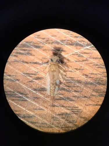 Epeorus fragilis