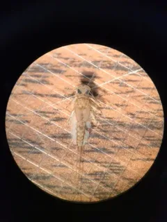 Epeorus fragilis thumbnail 1