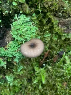 Entoloma foliomarginatum thumbnail 1