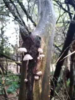 Mycena bulliformis thumbnail 4