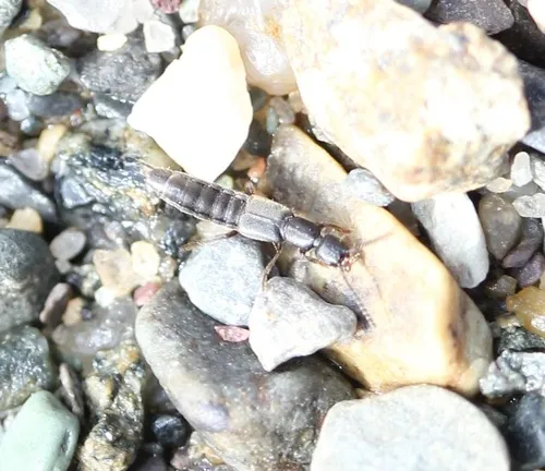 Cafius bistriatus